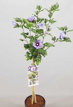 Hibiscus syr. 'Oiseau Blue'