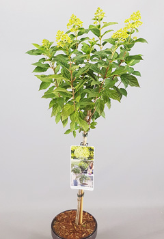 Hydrangea pan. 'Lime Light'&reg;