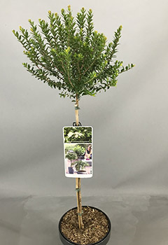 Myrtus communis tarentina
