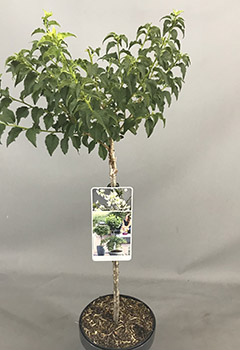 Prunus incisa 'Yamadei'