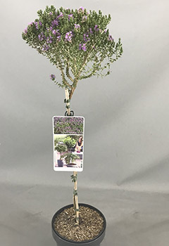 Thymus capitatus