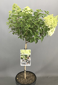 Hydrangea pan. 'Bobo'&reg;