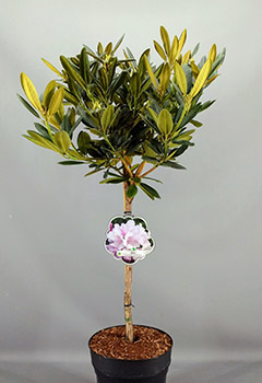 Rhododendron (Y) 'Biko'&reg;
