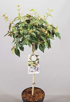 Viburnum 'Eskimo'